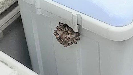 滋賀県栗東市で屋外ごみ箱に営巣したアシナガバチの蜂の巣駆除