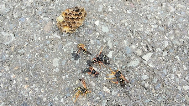 京都府福知山市で車のサイドミラー内に営巣したアシナガバチの蜂の巣駆除