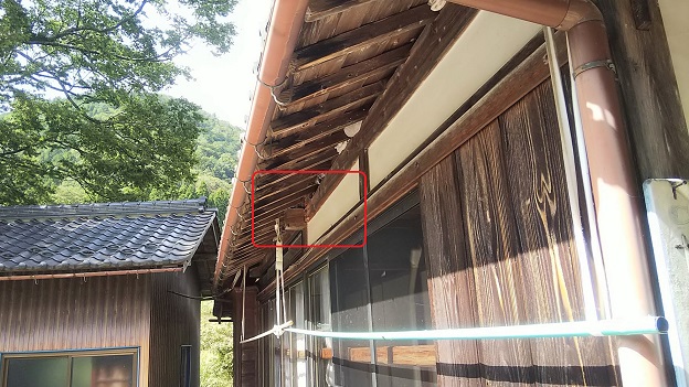 滋賀県米原市で１階屋根裏に営巣したキイロスズメバチの蜂の巣駆除