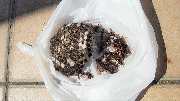 大阪府茨木市で屋外ラック下に営巣したアシナガバチの蜂の巣駆除