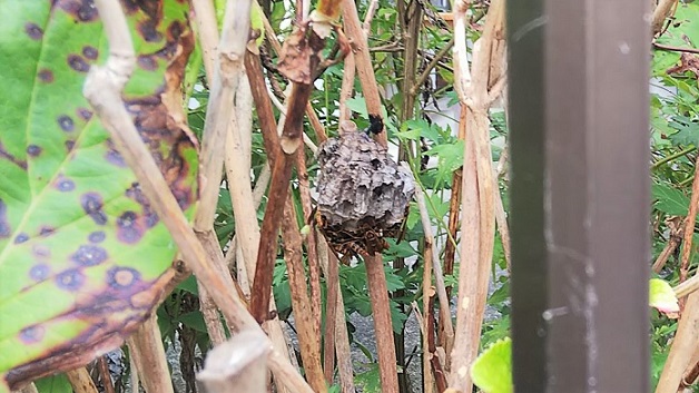 三重県三重郡菰野町で庭木に営巣したアシナガバチの蜂の巣駆除