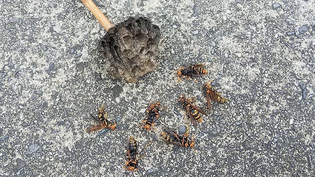 三重県三重郡菰野町で庭木に営巣したアシナガバチの蜂の巣駆除