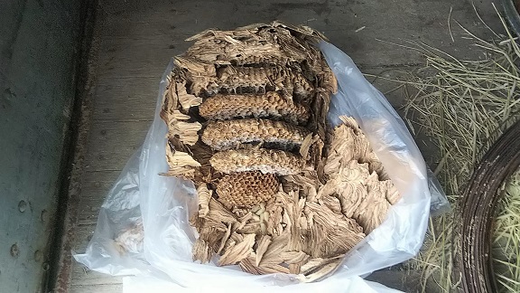 滋賀県近江八幡市でコンテナ内に営巣したモンスズメバチの蜂の巣駆除
