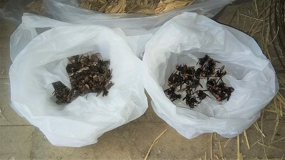 滋賀県近江八幡市でコンテナ内に営巣したモンスズメバチの蜂の巣駆除