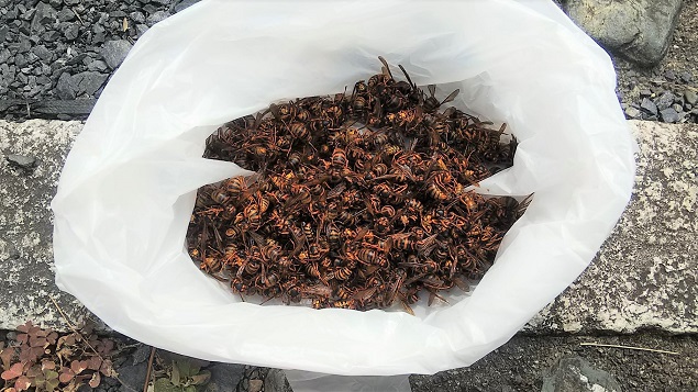 滋賀県近江八幡市で１階軒天内に営巣したキイロスズメバチの蜂の巣駆除