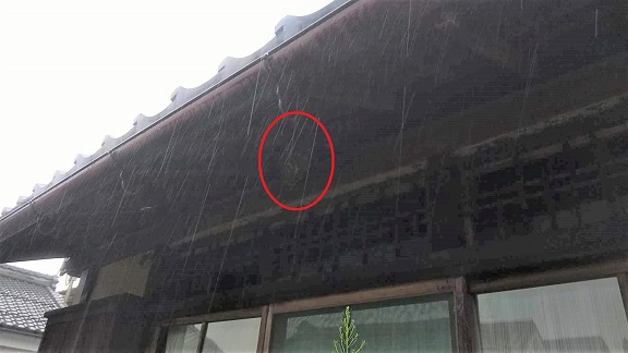 滋賀県近江八幡市で１階軒下に営巣したコガタスズメバチの蜂の巣駆除