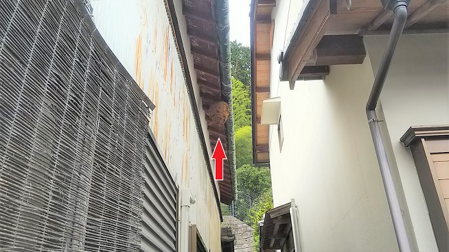 滋賀県近江八幡市で２階軒下に営巣したキイロスズメバチの蜂の巣駆除