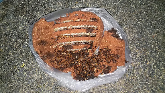 滋賀県近江八幡市で２階軒下に営巣したキイロスズメバチの蜂の巣駆除