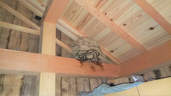 滋賀県近江八幡市で倉の天井に営巣したモンスズメバチの蜂の巣駆除