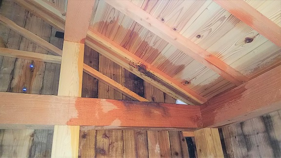 滋賀県近江八幡市で倉の天井に営巣したモンスズメバチの蜂の巣駆除