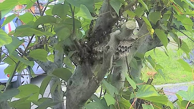 滋賀県野洲市で庭木に営巣したアシナガバチの蜂の巣駆除