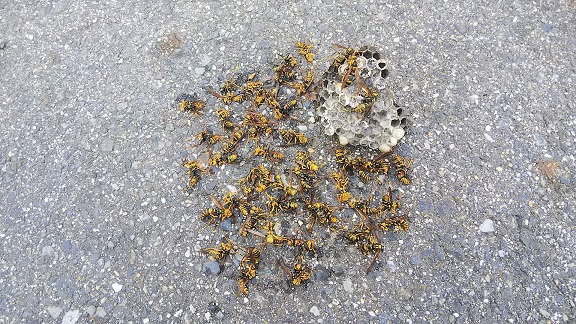 滋賀県野洲市で庭木に営巣したアシナガバチの蜂の巣駆除