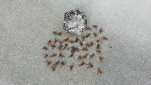 三重県鈴鹿市で庭木に営巣したアシナガバチの蜂の巣駆除
