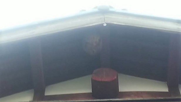 滋賀県長浜市で２階軒下に営巣したキイロスズメバチの蜂の巣駆除
