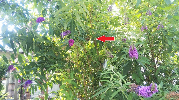 滋賀県高島市で庭木に営巣したコガタスズメバチの蜂の巣駆除
