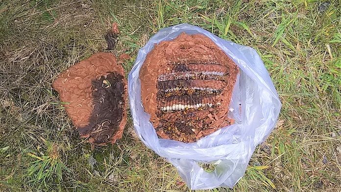 滋賀県高島市で保線用特殊車両機関部に営巣したキイロスズメバチの蜂の巣駆除