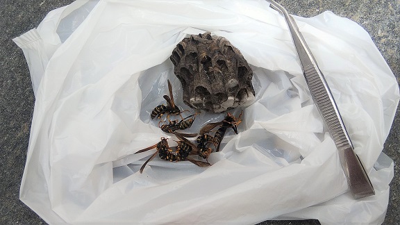 大阪府交野市エアコン室外機の裏に営巣したアシナガバチの蜂の巣駆除