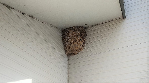 三重県伊賀市で２階軒下に営巣したコガタスズメバチの蜂の巣駆除