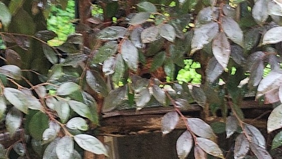 京都府京都市伏見区で庭木に営巣したコガタスズメバチの蜂の巣駆除