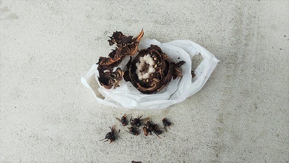 京都府京都市伏見区で庭木に営巣したコガタスズメバチの蜂の巣駆除