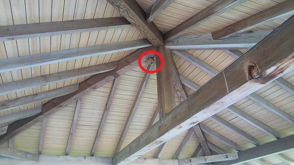 滋賀県甲賀市信楽町でゴルフコース脇東屋の天井に営巣したキイロスズメバチの蜂の巣駆除