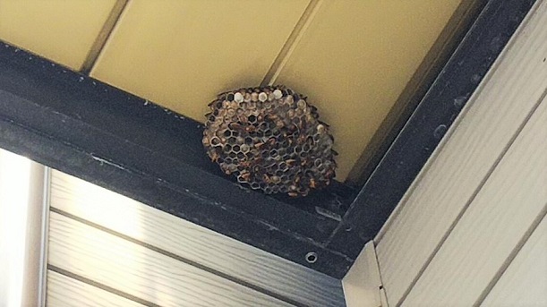 京都府京都市右京区でベランダ下に営巣したアシナガバチの蜂の巣駆除