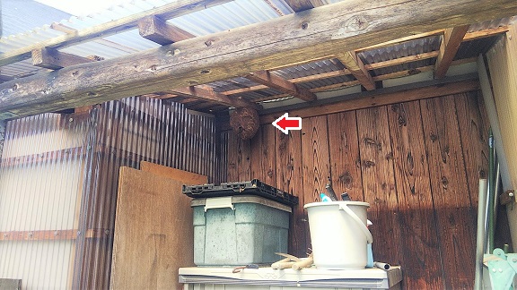 滋賀県甲賀市土山町で物置の天井に営巣したコガタスズメバチの蜂の巣駆除