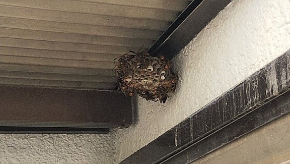 京都府城陽市で2階ベランダの軒下に営巣したアシナガバチの蜂の巣駆除