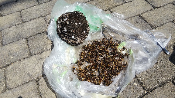 滋賀県大津市で玄関上に営巣したアシナガバチの蜂の巣駆除