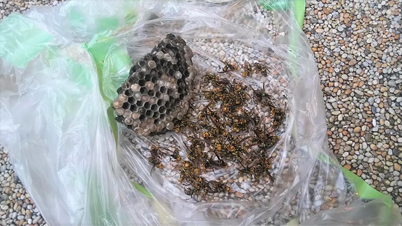 滋賀県大津市で雨戸シャッターBOX横に営巣したアシナガバチの蜂の巣駆除
