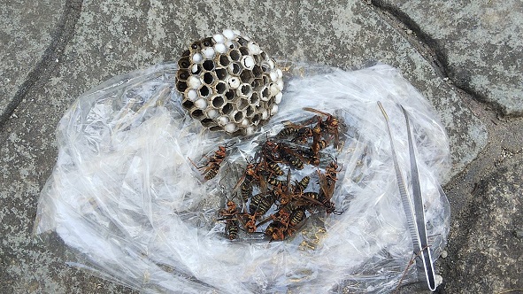滋賀県大津市で庭木に営巣したアシナガバチの蜂の巣駆除