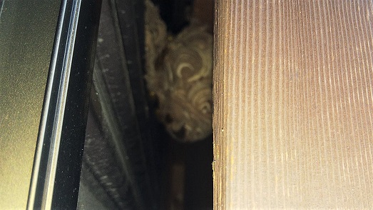 滋賀県大津市で雨戸の戸袋内に営巣したキイロスズメバチの蜂の巣駆除
