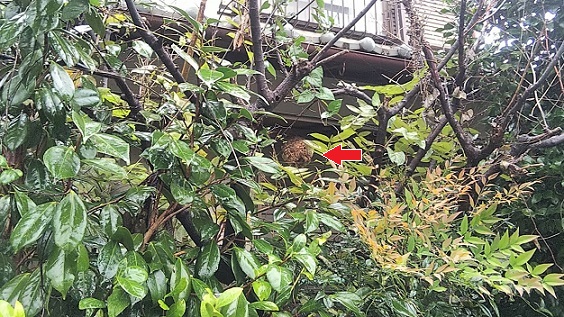 滋賀県大津市で１階軒下に営巣したコガタスズメバチの蜂の巣駆除