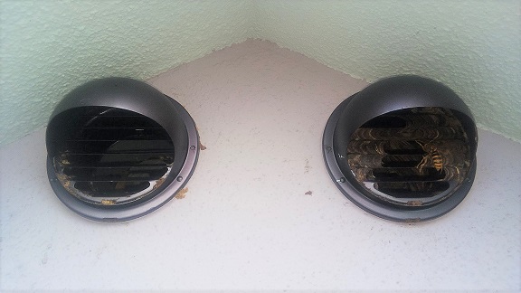 滋賀県大津市で2階屋根裏に営巣したキイロスズメバチの蜂の巣駆除