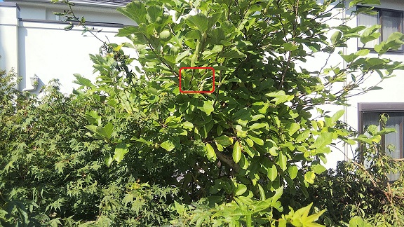 滋賀県大津市で庭木に営巣したコガタスズメバチの蜂の巣駆除
