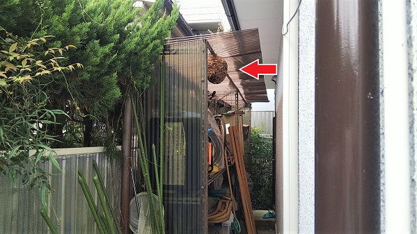 滋賀県大津市で物置の天井に営巣したコガタスズメバチの蜂の巣駆除