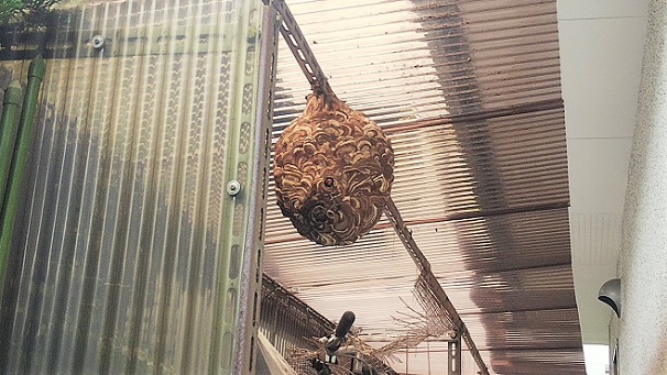 滋賀県大津市で物置の天井に営巣したコガタスズメバチの蜂の巣駆除