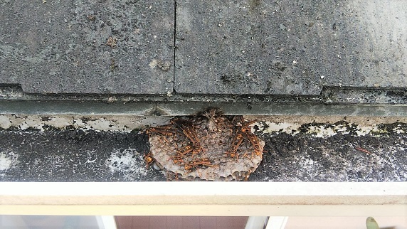 滋賀県大津市で1階屋根雨樋内に営巣したアシナガバチの蜂の巣駆除