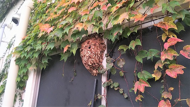 滋賀県大津市で商業ビルの窓サッシに営巣したコガタスズメバチの蜂の巣駆除