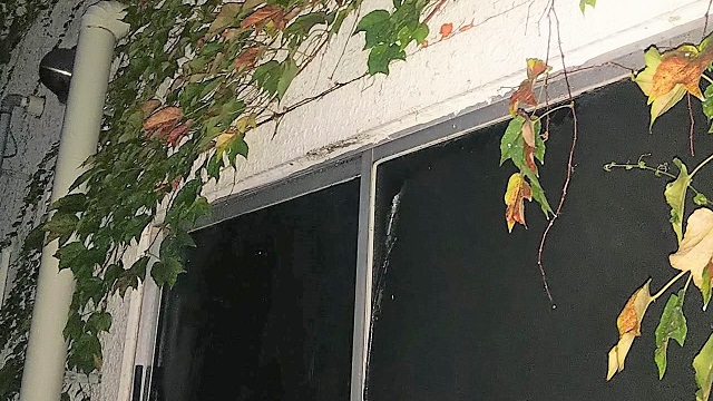 滋賀県大津市で商業ビルの窓サッシに営巣したコガタスズメバチの蜂の巣駆除