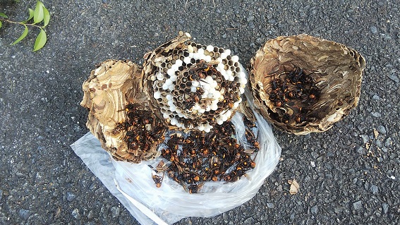 滋賀県大津市で社宅敷地内の植栽に営巣したコガタスズメバチの蜂の巣駆除
