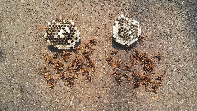 滋賀県大津市で解体家屋各所に営巣した蜂の巣駆除