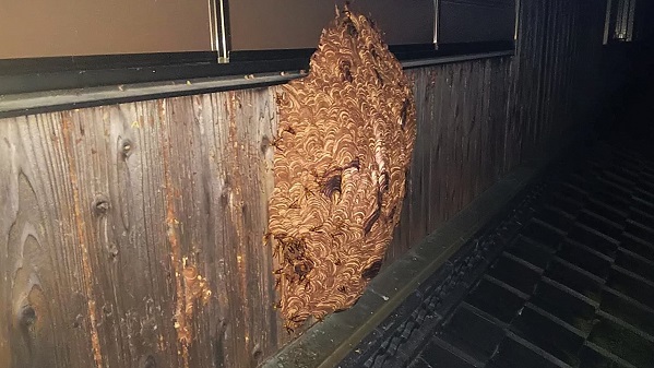 奈良県奈良市で２階外壁内に営巣したキイロスズメバチの蜂の巣駆除