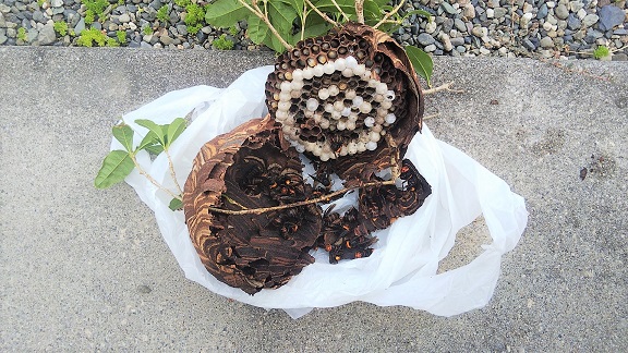 滋賀県守山市生垣に営巣したコガタスズメバチの蜂の巣駆除