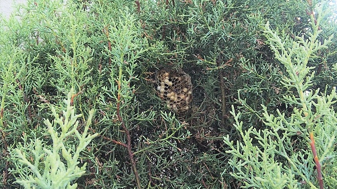 滋賀県守山市で庭木に営巣したアシナガバチの蜂の巣駆除