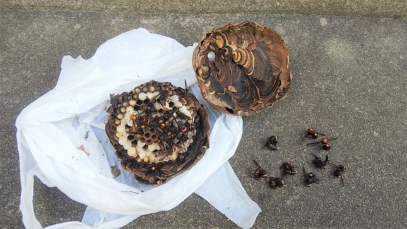 滋賀県守山市で庭木に営巣したコガタスズメバチの蜂の巣駆除