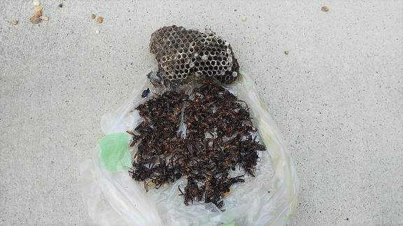大阪府寝屋川市でエアコン室外機の冷媒管接続BOX中に営巣したアシナガバチの蜂の巣駆除
