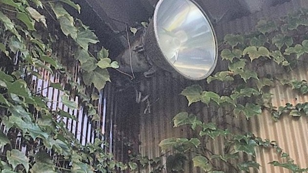 福井県小浜市で倉庫軒下に営巣したコガタスズメバチの蜂の巣駆除