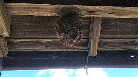 福井県小浜市で２階軒天に営巣したキイロスズメバチの蜂の巣駆除