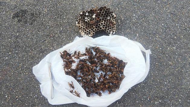 大阪府三島郡島本町で屋外ガス給湯器内に営巣したアシナガバチの蜂の巣駆除